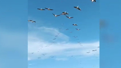 Göğü ak pelikanlar kapladı: Seyre doyum olmadı