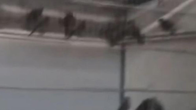 Tam 1.4 milyon TL ceza! Saka kuşu ürettiğine pişman oldu
