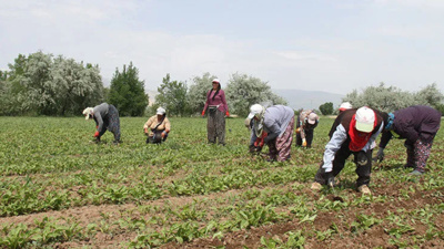 Yoksulluk kıskacında yitip giden hayatlar: Üç ayda en az 157 tarım işçisi çalışırken öldü!