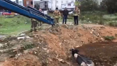 İnek kurtarma operasyonu