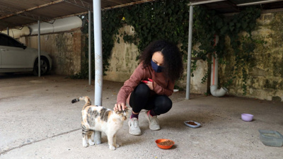 Gaziantep'te kedi katliamı