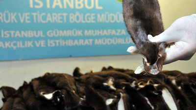 Atatürk Havalimanı’nda 200 adet porsuk kürkü ele geçirildi