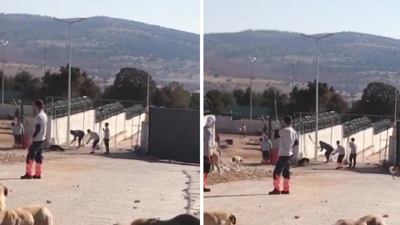 Konya'daki köpek katliamında istenen cezalar belli oldu