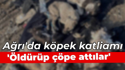 Ağrı'da köpek katliamı... 'Öldürüp çöpe attılar'