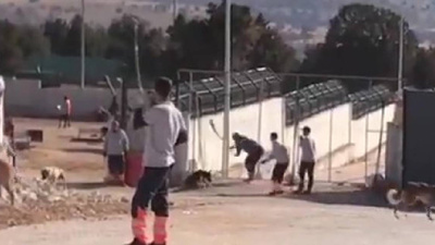 Konya'daki köpek katliamında yeni gelişme