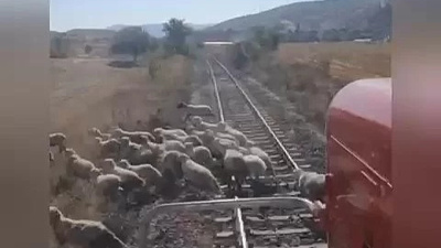 Anbean kamerada! Tren ile burun buruna gelen koyun sürüsü canlarını son anda kurtardı