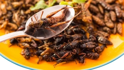 Böcekler İnsan Toplumunun Felaketi Mi Yoksa Kurtuluşu Mu?