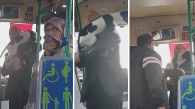 Yer Çekmeköy; Köpekle Otobüse Bindi Olanlar Oldu!