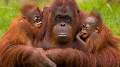 Fil, Orangutan, İmparator Penguen... Evlat Edinebileceğinizi Biliyor Muydunuz?
