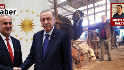 Bahçedeki Otları Yoldurup Develerine Yedirdi: AKP'li Belediye Başkanına Hapis Cezası