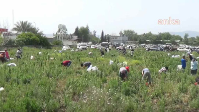 Tarlasına ektiği soğanı satamayınca bedava dağıttı: Duyan koştu, binlerce kişi akın etti