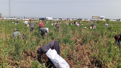 Satamayınca Ücretsiz Vereceğini Açıkladı: Binlerce İnsan 70 Dönüm Tarlaya Koştu