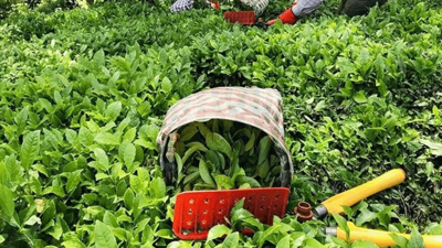 ÇAYKUR 1072 İşçi Alımı Başvuruları Başladı! Başvuru Tarihi ve Şartları Neler, ÇAYKUR İşçi Alımı Ne Zaman Yapılır?