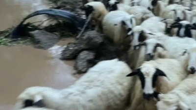 Kenti Sağanak Vurdu, Hayvanlar Mahsur Kaldı
