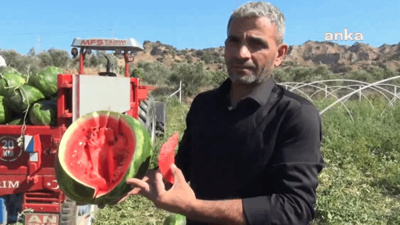 Karpuz Hasadı Başladı! Üreticiler: "Karpuzun Kilosunu 20 Liraya Satmamız Lazım Para Kazanabilmemiz İçin"