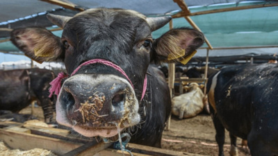 Zincir Marketlerden Kapınıza Kurbanlık: Adrese Teslim Hizmeti Başladı