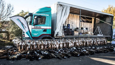 "Kedi Avı" Yarışması Düzenlendi! 370 Yabani Kedi Öldürüldü