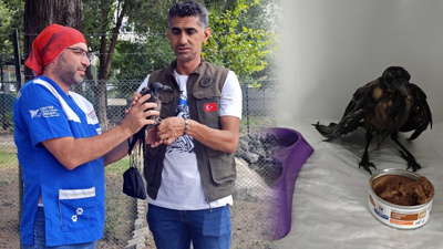 Adı Oburiks olsun! Kazana düşen kargayı veteriner kurtardı