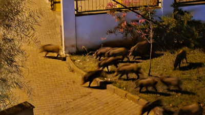 Aç kalan domuzlar şehir merkezine indiler