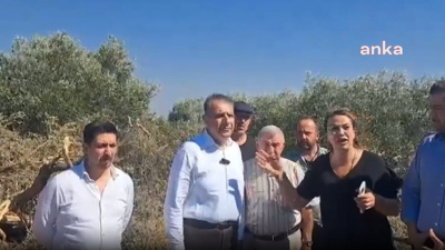 TOKİ inşaatı için zeytin ağaçları kesildi!