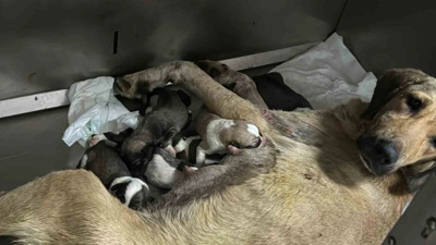 Otomobilin çarptığı hamile köpek doğum yaptı; 8 yavrusundan 1'i öldü