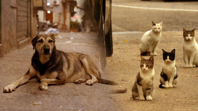 Kadıköy'de 15 kedi ve 1 köpeği zehirlediler!