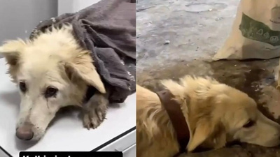 Köpeğin kafasını ezip tekmelerle öldürdü!