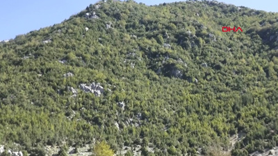 Toplanan defneler ABD ve Avrupa’ya ihraç ediliyor. Emekçinin günlük kazancı 2 bin lira