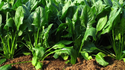 Sağlıklı sandığınız o sebzeler pestisit bombası olabilir