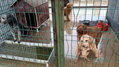 Edirne’de kaçak köpek çiftliğine operasyon: 88 Poodle kurtarıldı