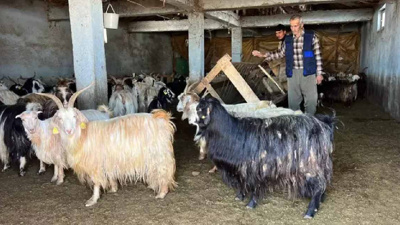 İlçede kar kalınlığı 1 metreyi buldu! Hayvanlar meraya bile çıkamadı