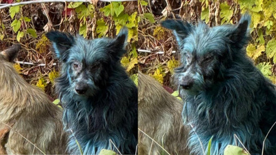 Felaketin 40. yılında Çernobil'in köpekleri maviye döndü