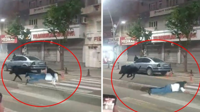 Yaya geçidindeki adama yaban domuzu çarptı