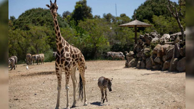 İzmir Doğal Yaşam Parkı'nda ezber bozan dostluk: Zebra Gözde zürafalarla arkadaş oldu