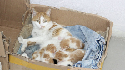 Doğum sancısı çeken kedi diş kliniğine giderek doğum yaptı