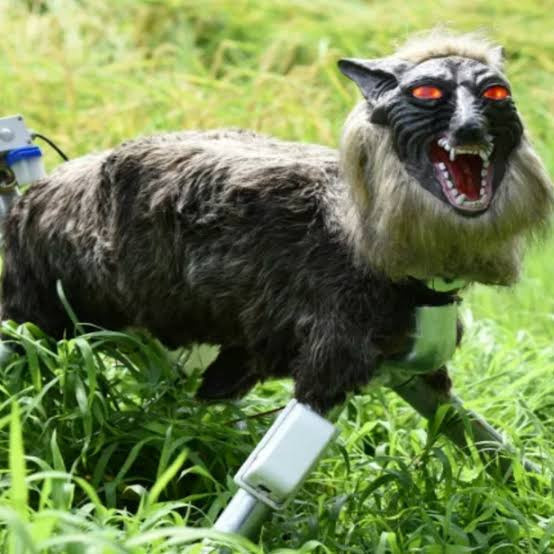 Japonya'da 13 can alan ayılarla yapay zeka, dron, ve kurt robotlarıyla savaşıyorlar - Resim : 2