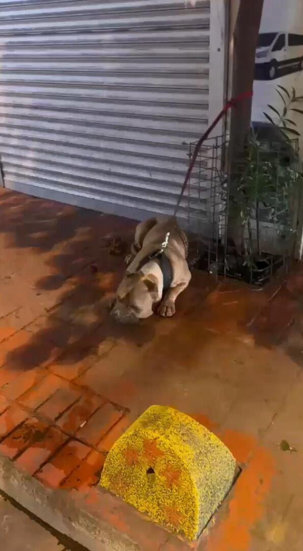 Beyoğlu'ndaki "Pitbull'unu tut" kavgasının görüntüleri ortaya çıktı! Birden fırlayıp zavallı köpeğe saldırdı - Resim : 8