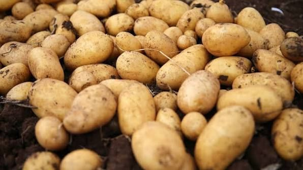 Sepete bir tane atmak yetiyor: Patateslerin filizlenmesini haftalarca durduruyor - Fotoğraf: 3