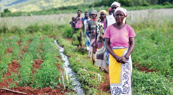 Afrika’nın yeni altını topraktan fışkırıyor: Tek bir ürünle dünya pazarını ele geçirdi! - Fotoğraf: 7