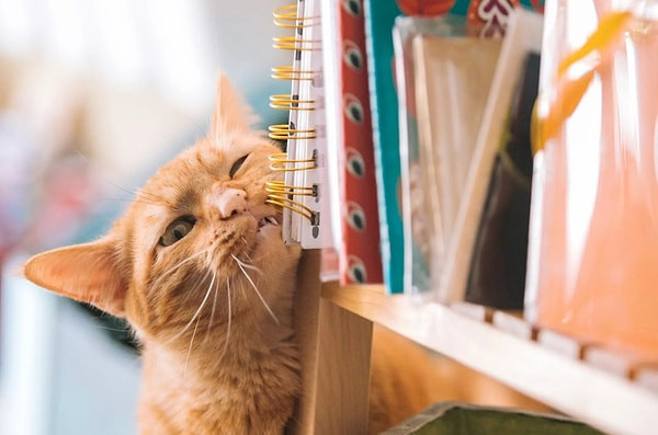 Kediceyi ne kadar biliyorsunuz? 4 soruluk testi çözün ve seviyenizi hemen öğrenin! - Fotoğraf: 10
