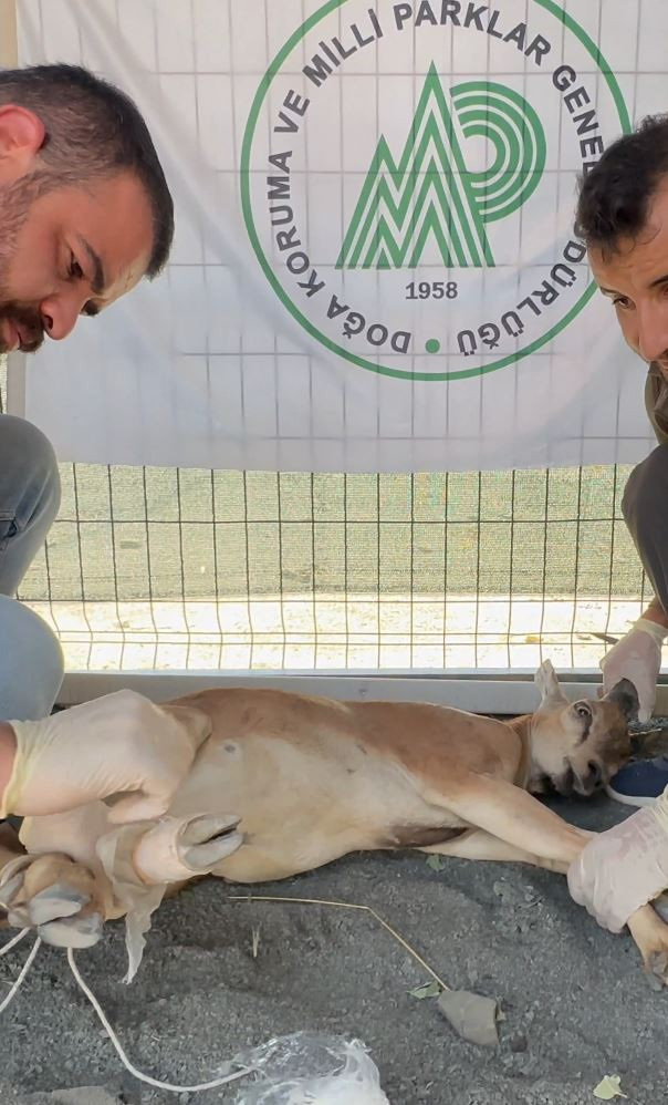 Dağ keçisini vuran kaçak avcı suçüstü yakalandı: 1 milyon 276 bin 278 TL para cezası uygulandı - Resim : 1