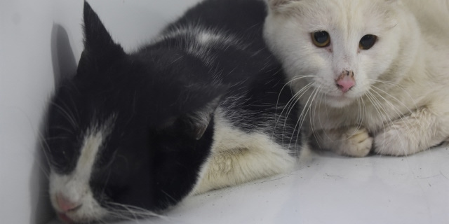 sivas-kedi.jpg