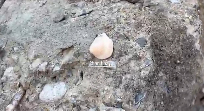 Son Dakika | Maltepe'de 5 kişiye mezar olan binadan deniz kabuğu çıktı! - Resim : 1