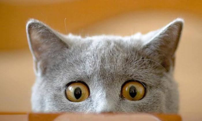 Kediceyi ne kadar biliyorsunuz? 4 soruluk testi çözün ve seviyenizi hemen öğrenin! - Fotoğraf: 7
