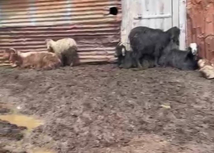 76 koyun yem yedikten sonra peş peşe öldü! 'Bize sahip çıksınlar' - Resim : 1