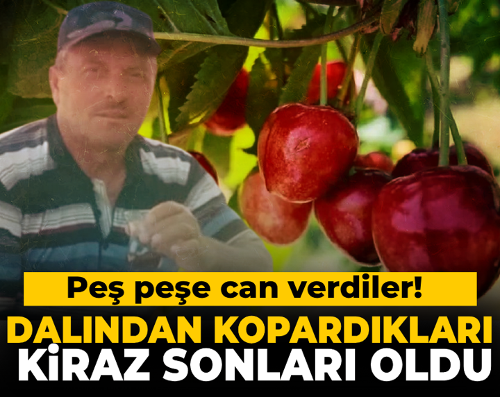 Dalından kopardıkları kiraz sonları oldu: Peş peşe can verdiler
