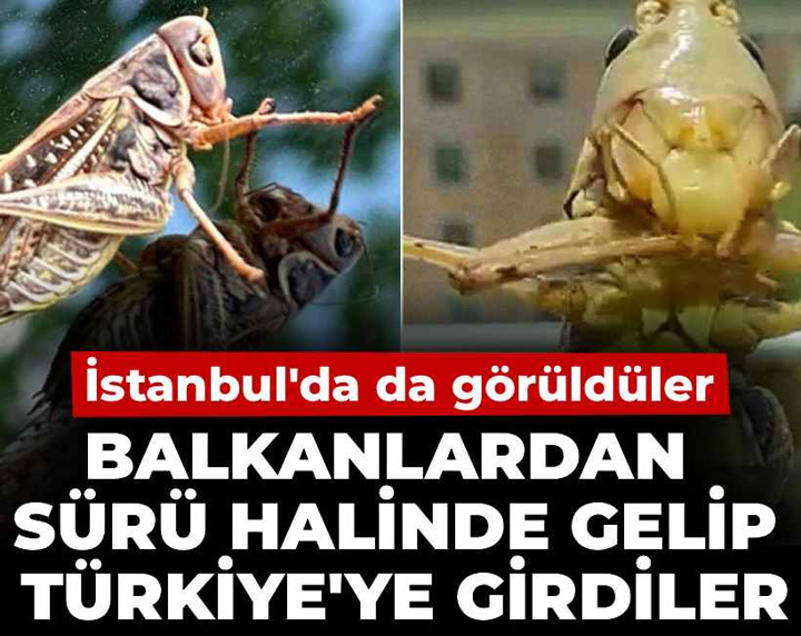 Balkanlardan sürü halinde gelip Türkiye'ye girdiler! İstanbul'da da görüldüler