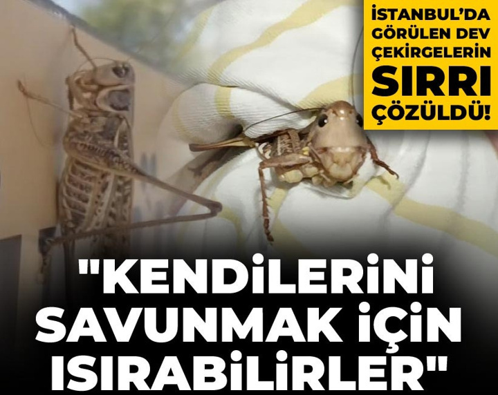İstanbul’da görülen dev çekirgelerin sırrı çözüldü! "Kendilerini savunmak için ısırabilirler"