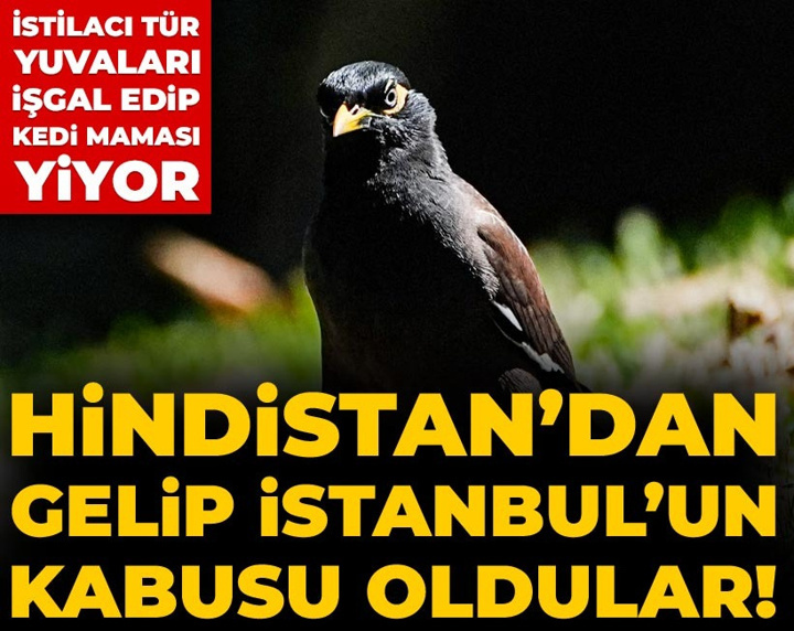 Hindistan’dan gelip İstanbul’un kabusu oldular! İstilacı tür yuvaları işgal edip kedi maması yiyor