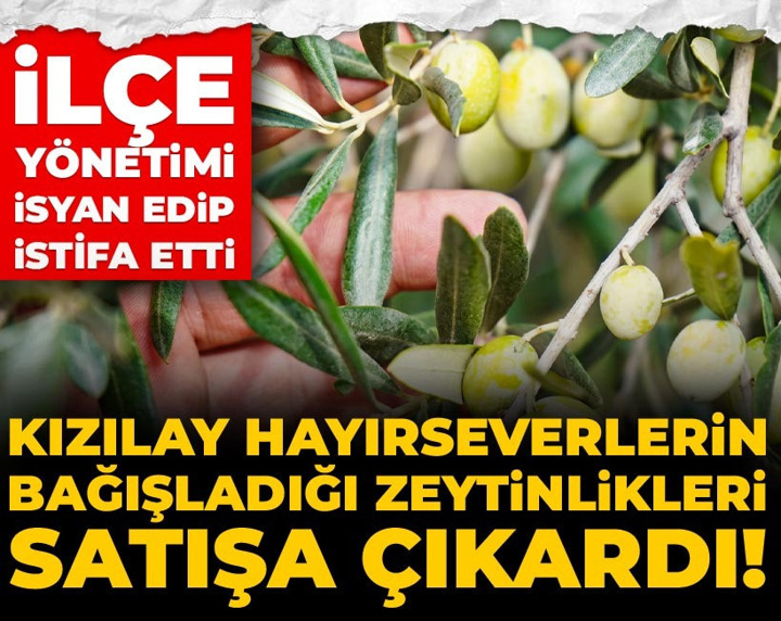 Kızılay hayırseverlerin bağışladığı zeytinlikleri satışa çıkardı! İlçe yönetimi isyan edip istifa etti